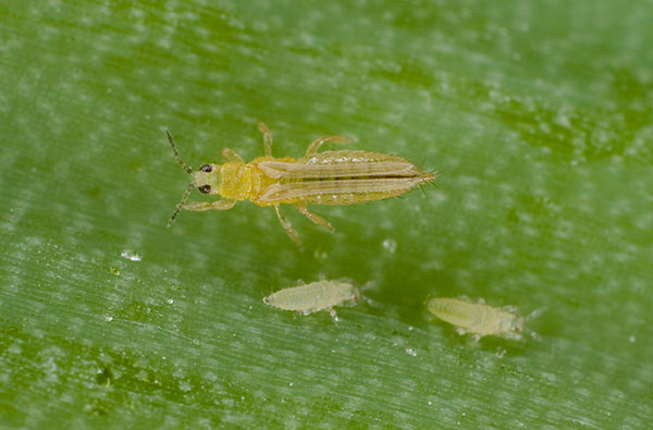 Onion Thrips