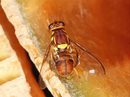 Oriental Fruit Fly