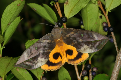 Oriental Fruit Moth