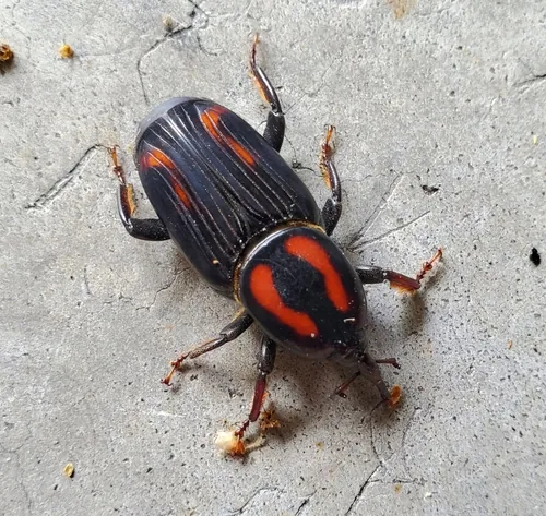 Palmetto Weevil