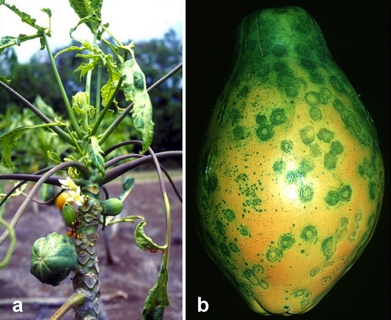 Papaya Ringspot Virus