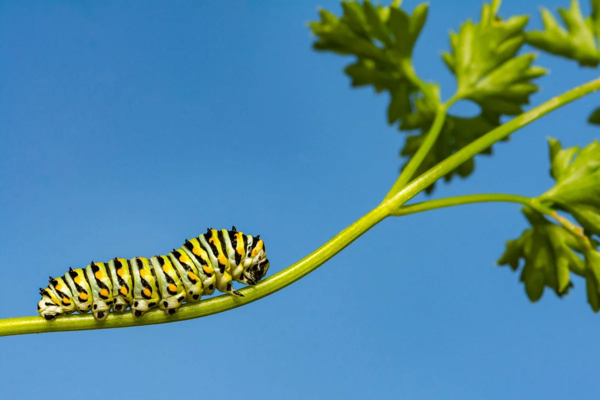 Parsley Worms