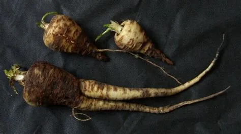 Parsnip Canker
