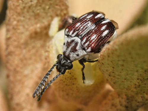 Pea Weevil