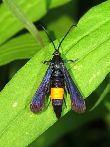 Peachtree Borer