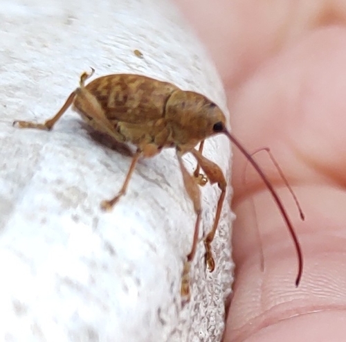 Pecan Weevil