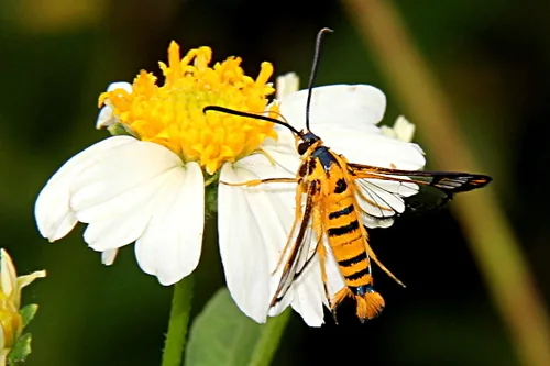 Persimmon Borer