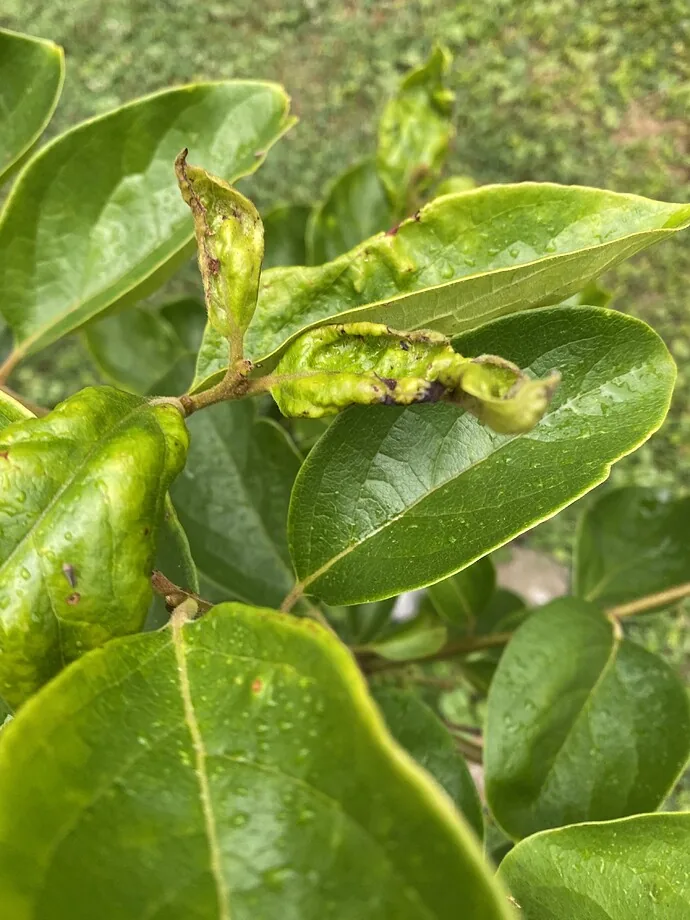 Persimmon Psylla
