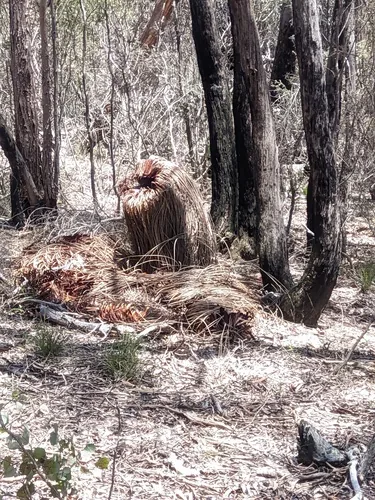 Phytophthora Root Rot