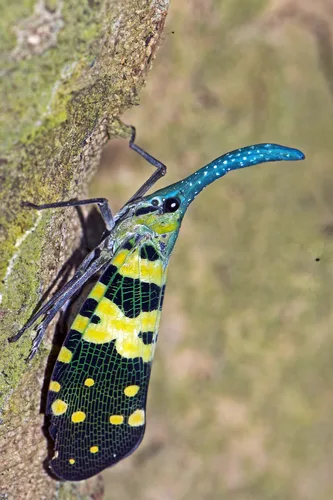 Planthoppers