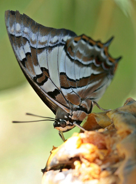 Pomegranate Butterfly