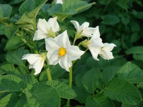 Potassium deficiency