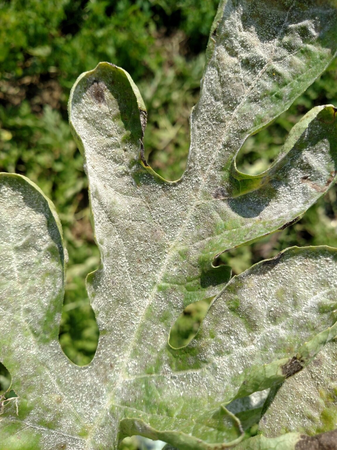 Powdery Mildew