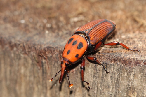 Red Palm Weevil