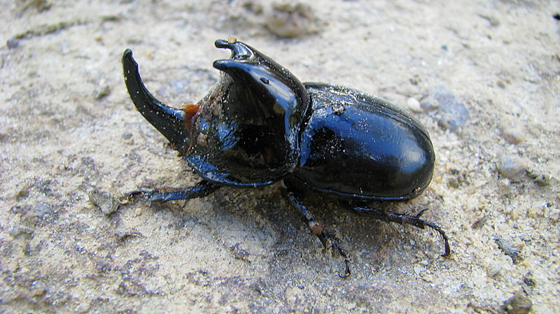 Rhinoceros Beetle