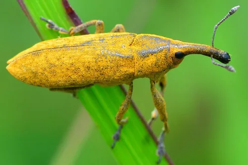 Rhubarb Curculio