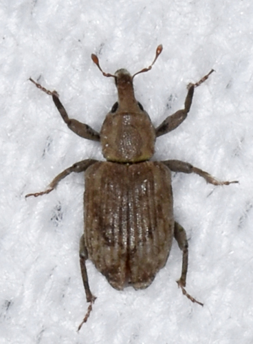 Rice Water Weevil