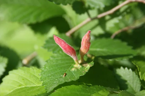 Root Aphid