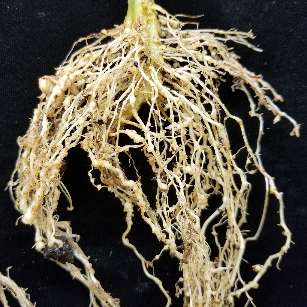 Rootknot Nematodes