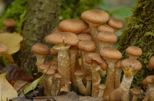 Root Rot