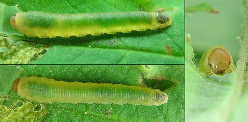 Rose Slug