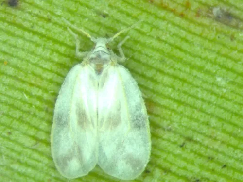 Rugose Spiraling Whitefly