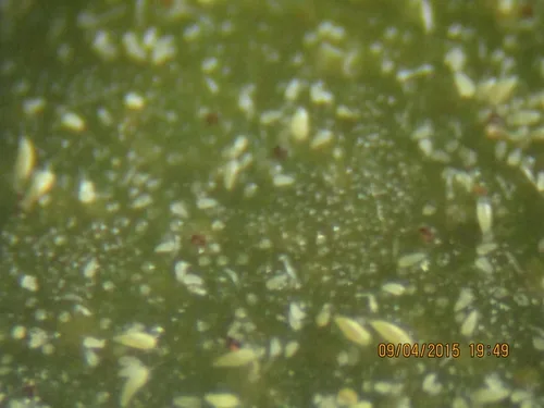 Russet mites