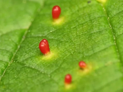 Rust Mite