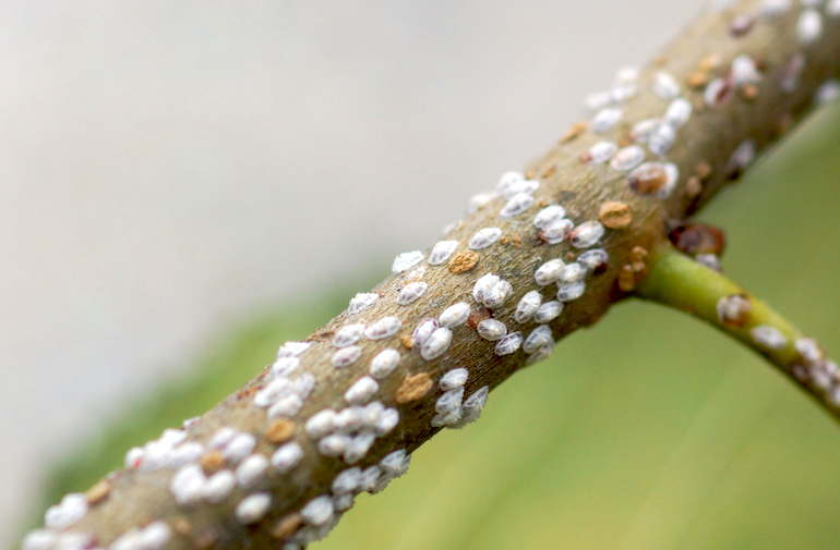 Scale Insects