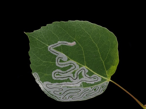 Serpentine Leafminer