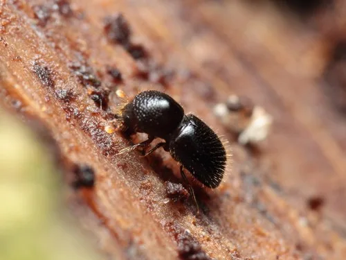 Shot hole borers