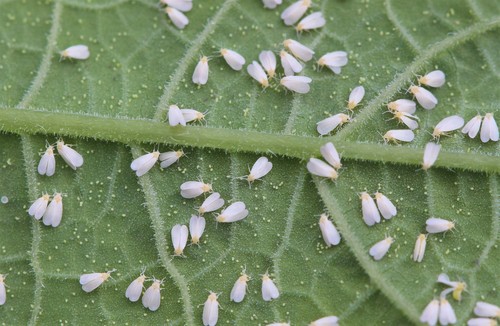 Silverleaf Whitefly
