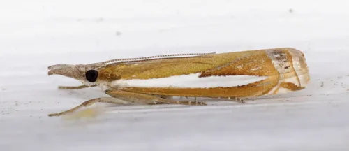 Sod webworms