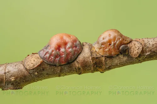 Soft scale