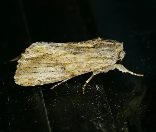 Southern Armyworm