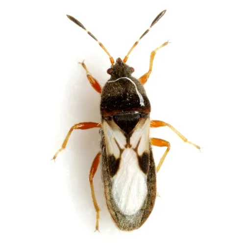 Southern chinch bug