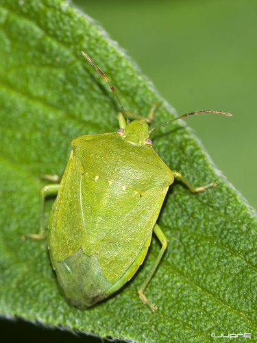 Southern Green Stink Bug