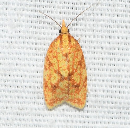 Sparganothis Fruitworm