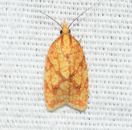 Sparganothis Fruitworm