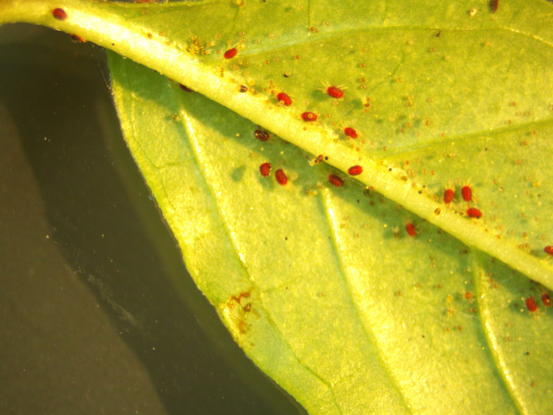 Spider Mites