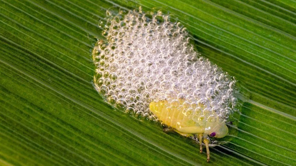 Spittlebugs