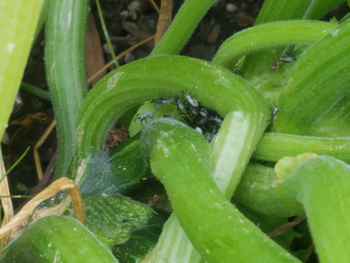 Squash Bug