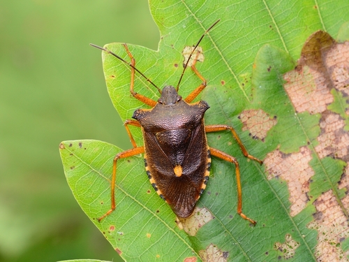 Stink Bug