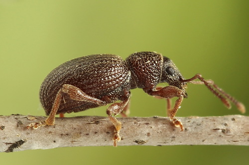 Strawberry Root Weevil