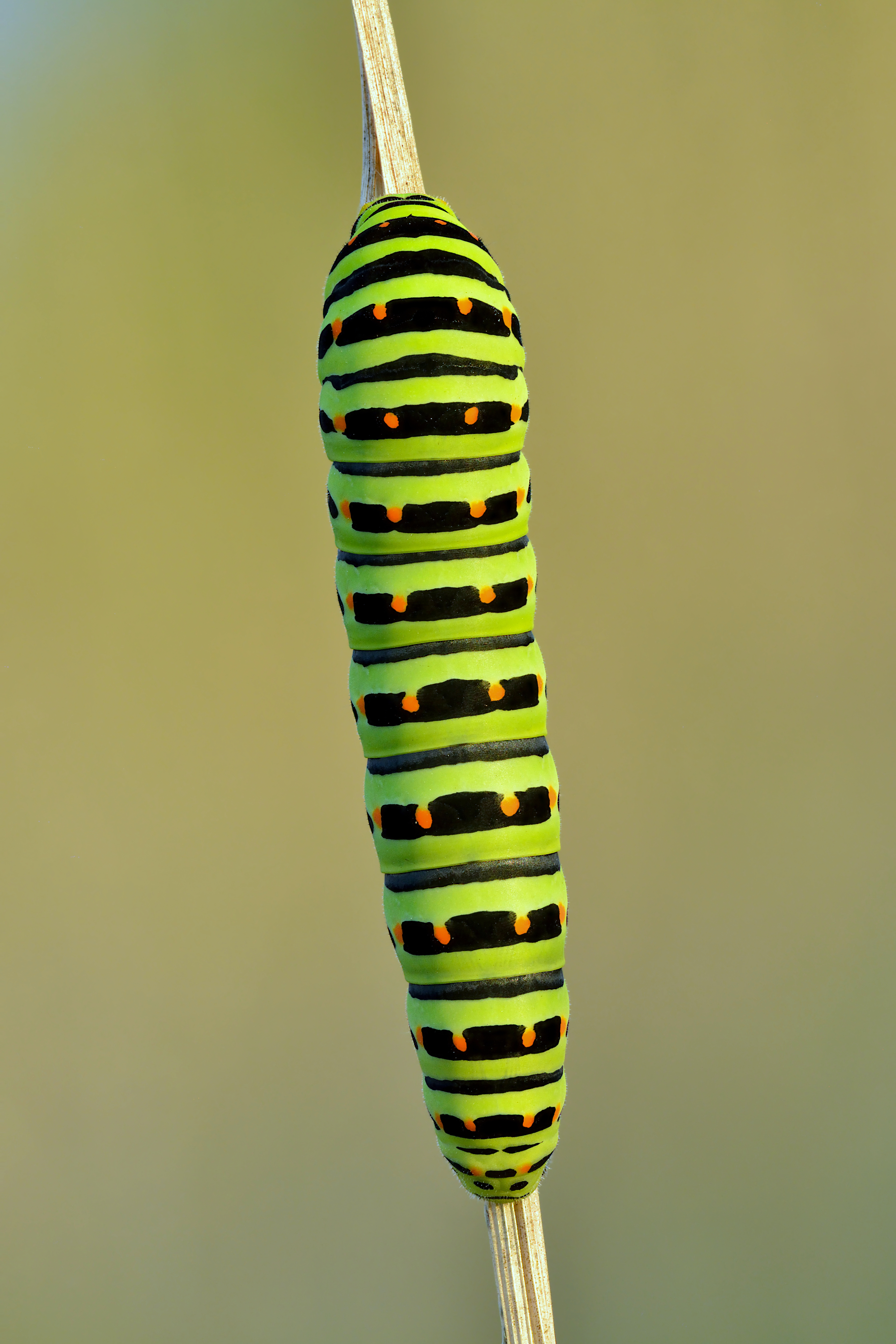 Swallowtail Caterpillar