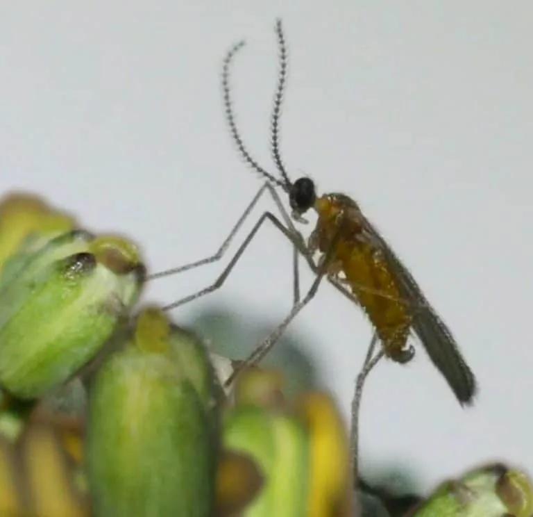 Swede Midge