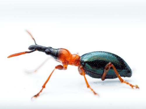 Sweet Potato Weevil