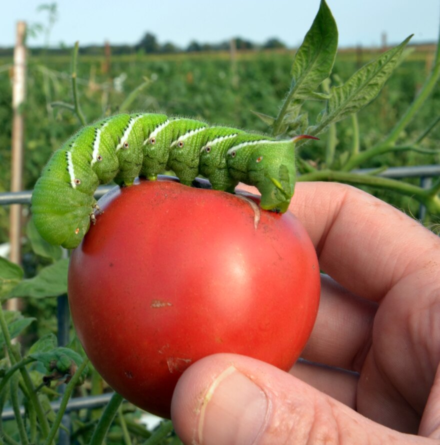 Tomato Hornworms