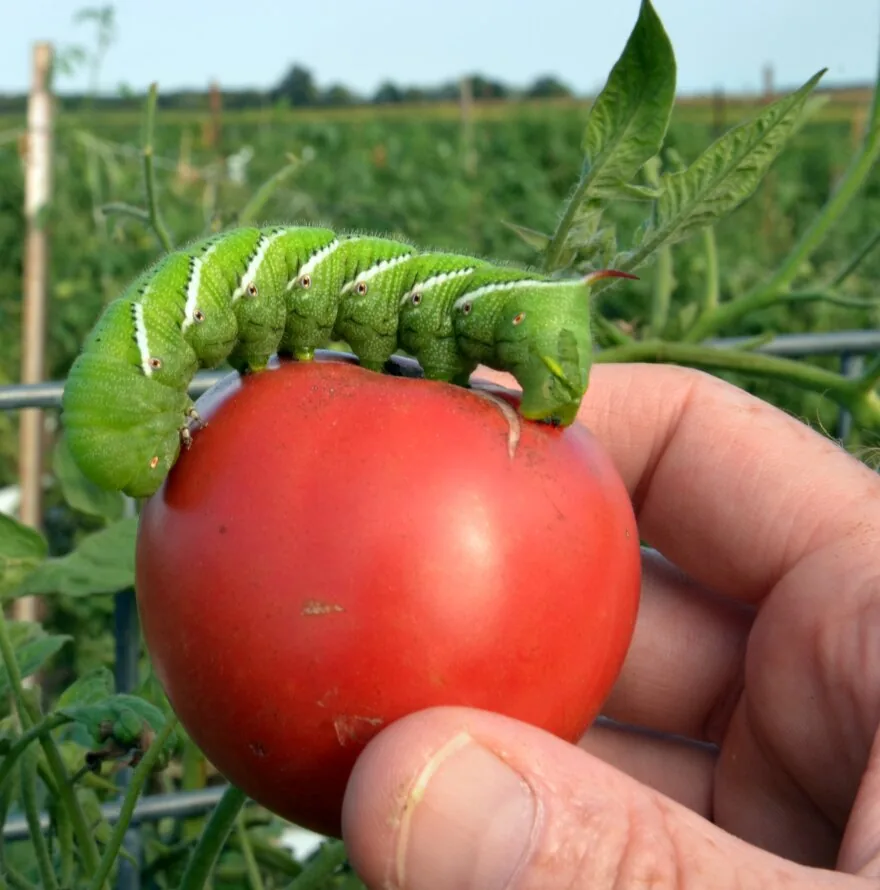 Tomato Hornworms