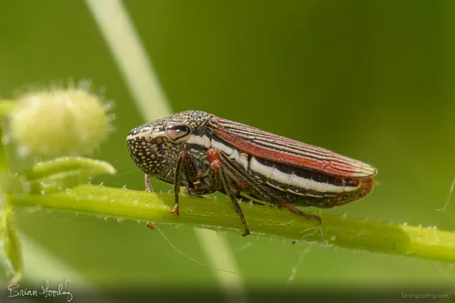 Treehoppers